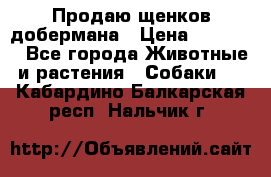 Продаю щенков добермана › Цена ­ 45 000 - Все города Животные и растения » Собаки   . Кабардино-Балкарская респ.,Нальчик г.